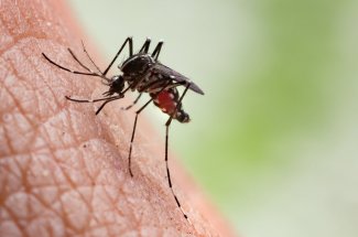 Dengue : bientot une menace en Europe ? 