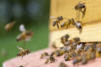 Une femme decede apres avoir ete piquee plus de 200 fois par des abeilles