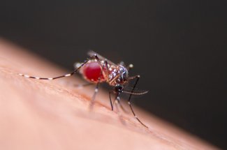 Dengue : les symptomes de cette maladie dont les cas augmentent en France