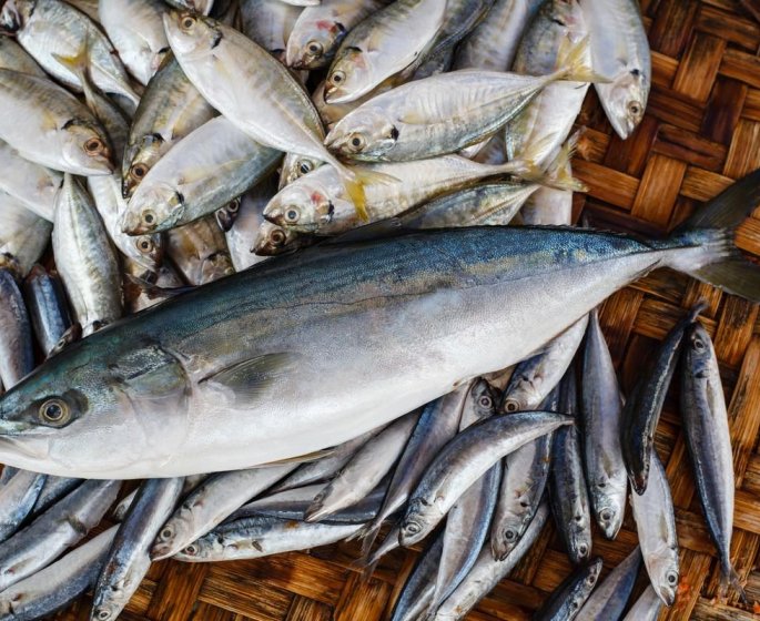 Mercure : le poisson responsable de la plus grande contamination est le thon