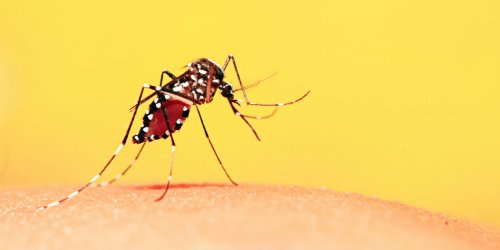 Dengue : symptomes, vaccin, traitements, diagnostic de la maladie