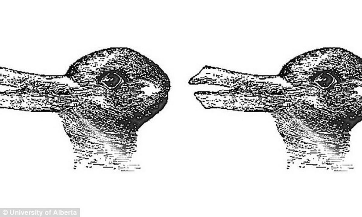 Canard Ou Lapin Ce Que Cette Illusion D Optique Revele Sur Votre Esprit