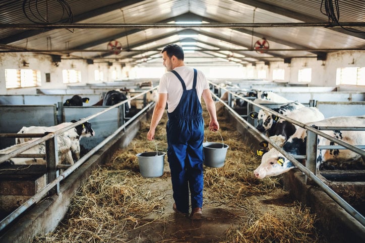 Cholestérol : boire du lait de vache peut le réduire