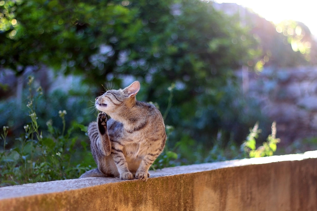 Piqure De Puce Comment Soulager Son Chat