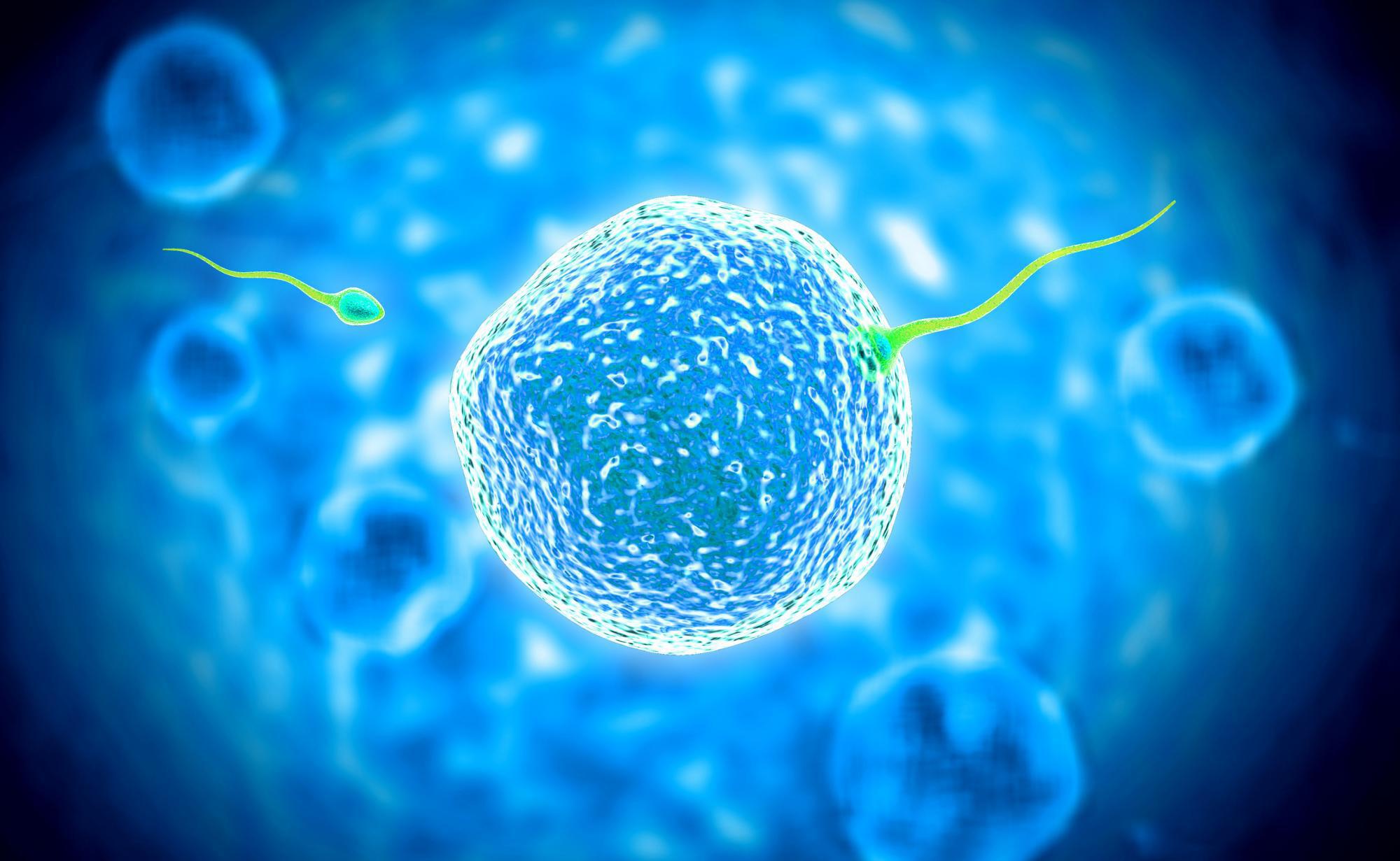 Quelle Est La Différence Entre Un Ovocyte Et Un Ovule 