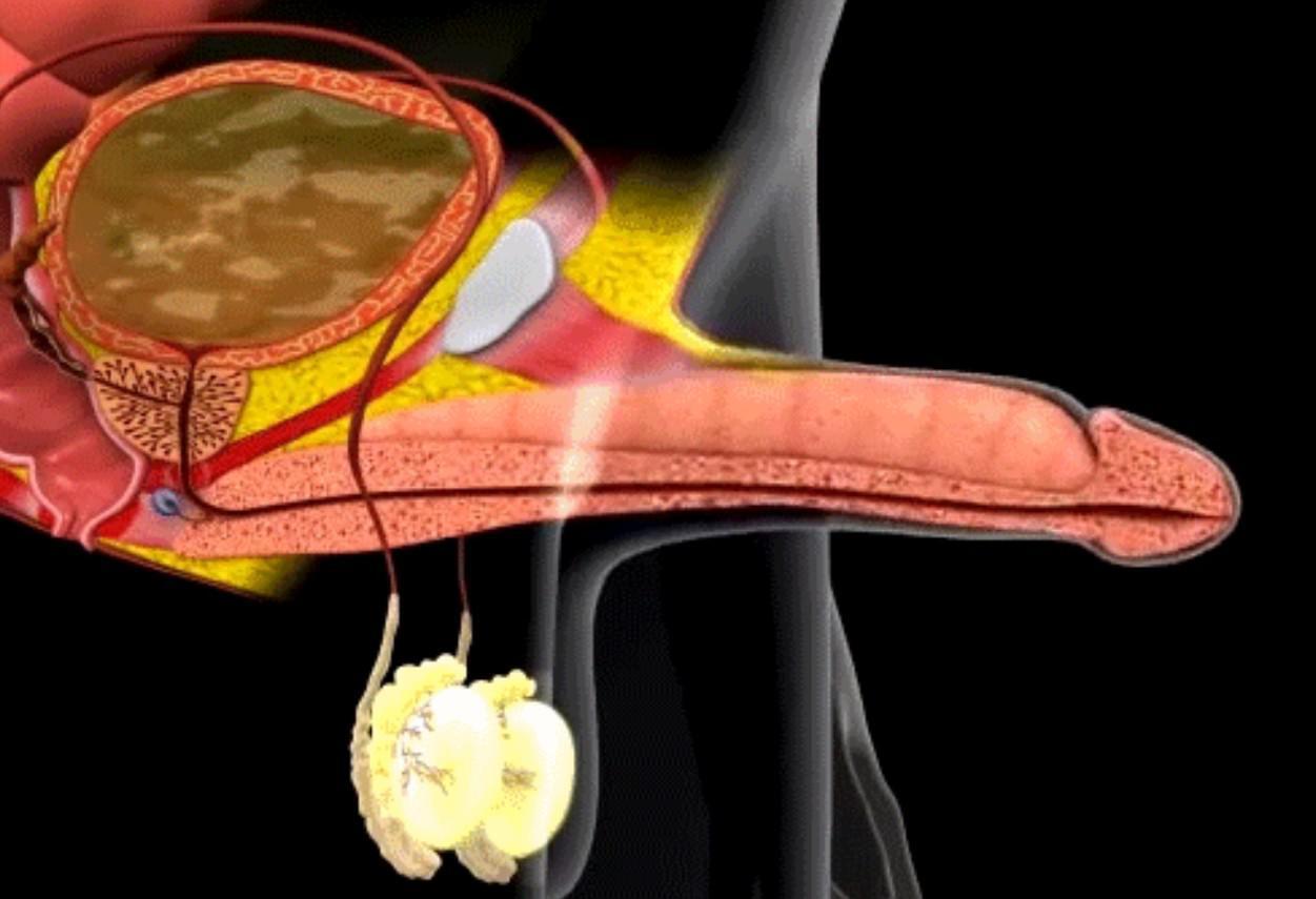 как происходит извержение спермы у мужчин фото 113