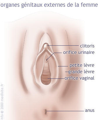 Coupe de face de l’utérus et des annexes