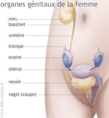 Coupe de profil des organes génitaux internes