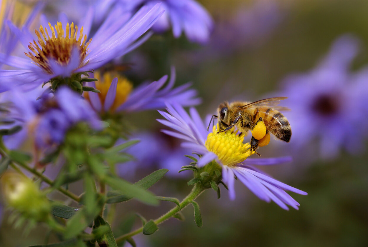 ABEILLES, POUR VOTRE SANTÉ, MANGEZ LE POLLEN D'AU MOINS CINQ