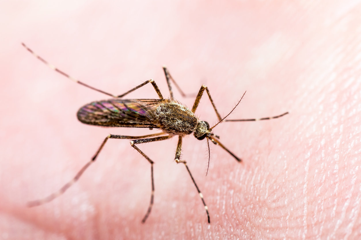 Comment les moustiques nous piquent (et les conséquences