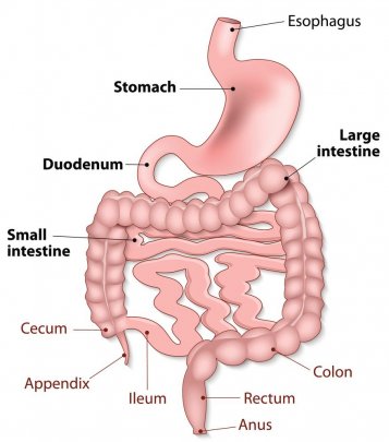 Quels sont les symptômes du cancer de l'anus (canal anal)