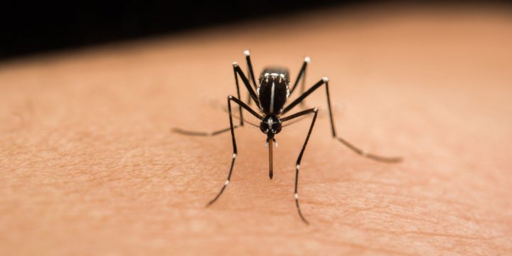 Moustique tigre: les symptômes de la dengue, quand s'inquiéter