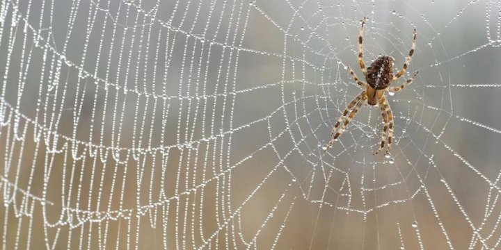 Anti araignée Protection de la personne contre les piqures et morsures