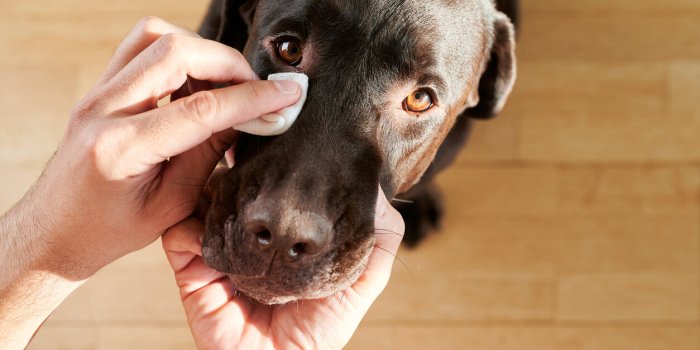 Ces 7 soins du quotidien Ã  donner Ã  votre animal avant d'aller chez le vÃ©tÃ©rinaire