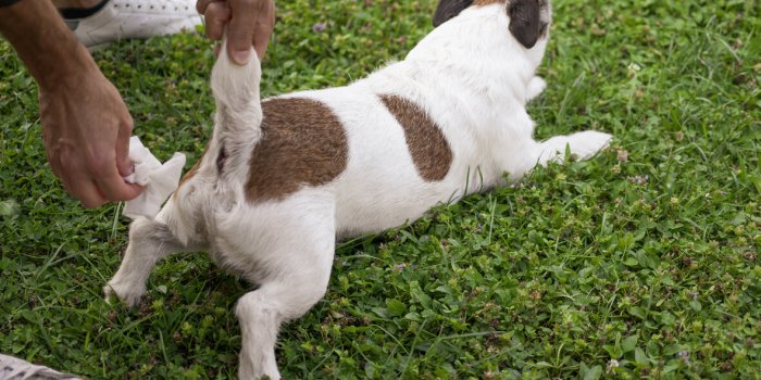 Ces 7 soins du quotidien Ã  donner Ã  votre animal avant d'aller chez le vÃ©tÃ©rinaire