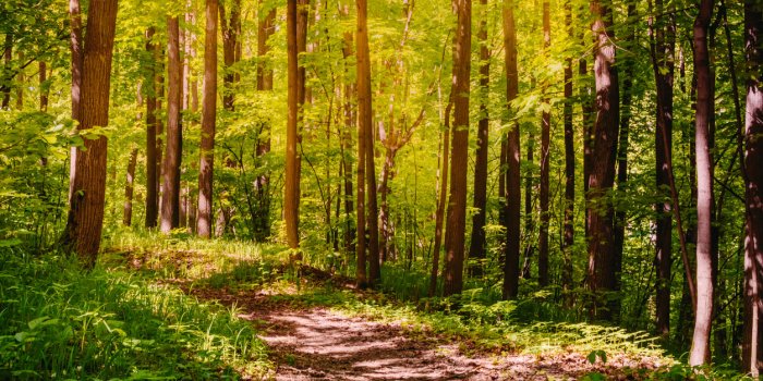 Sept sons de nature Ã  Ã©couter plutÃ´t que de la musique pour amÃ©liorer votre santÃ© mentale