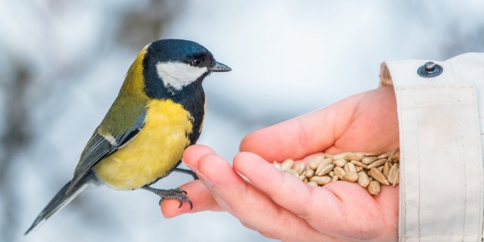 Sept sons de nature Ã  Ã©couter plutÃ´t que de la musique pour amÃ©liorer votre santÃ© mentale