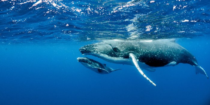 Sept sons de nature Ã  Ã©couter plutÃ´t que de la musique pour amÃ©liorer votre santÃ© mentale