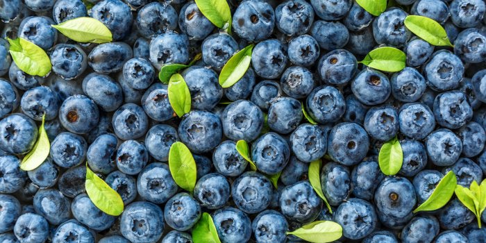 water drops on ripe sweet blueberry fresh blueberries background with copy space for your text vegan and vegetarian conce...