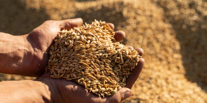 farmer holds barley grain in his hands
