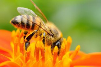 Piqure d-abeille : que faire en cas d’allergie, de gonflement et que mettre pour l’apaiser ?