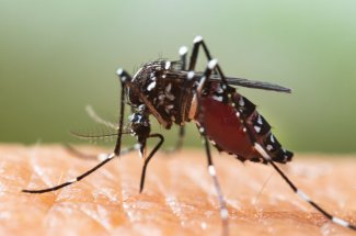 Les 7 departements Francais touches par les maladies transmises par les moustiques ! 