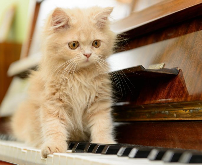 Voici la musique parfaite pour votre chat