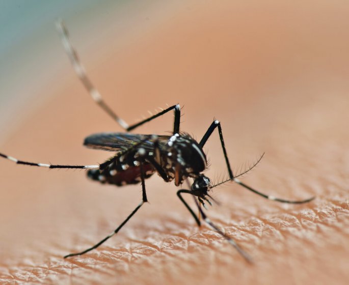 Dengue : le moustique tigre peut transmettre 5 virus differents, rapporte l-Institut Pasteur