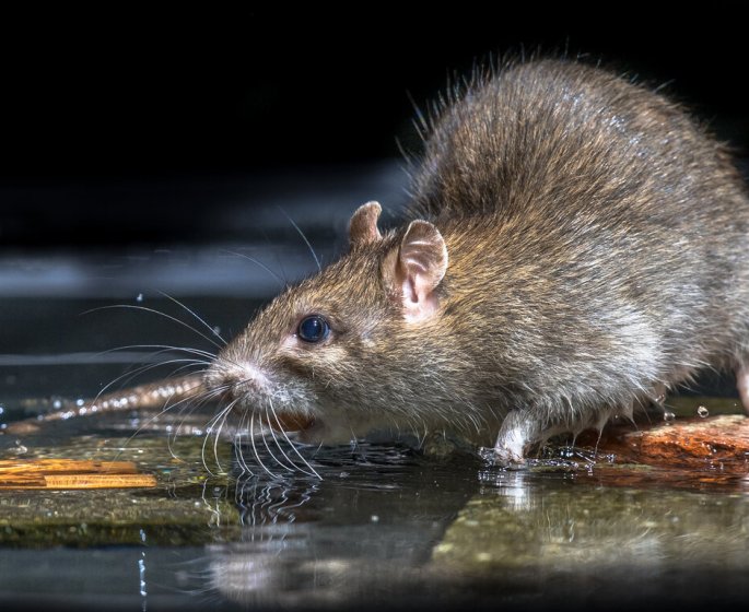 A Soissons (Aisne) un homme de 40 ans meurt apres avoir ete mordu par un rat 