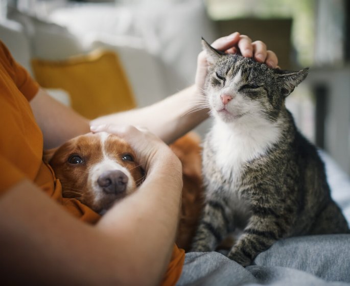 Ces 7 soins du quotidien a donner a votre animal avant d-aller chez le veterinaire