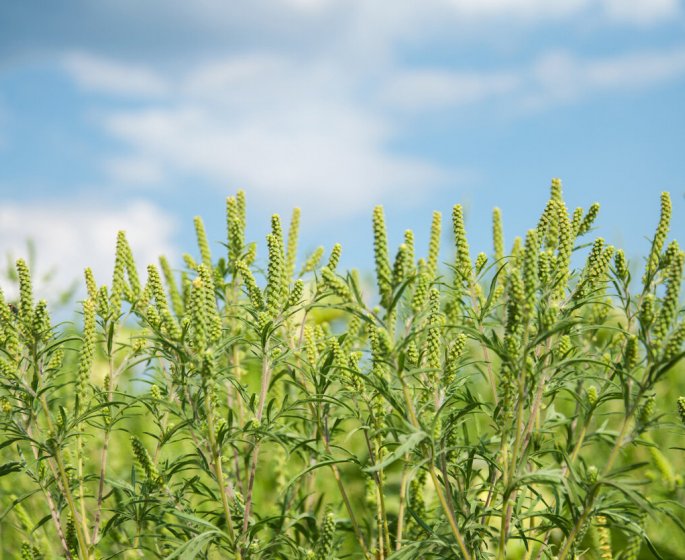 Allergie : alerte rouge a l-ambroisie dans 12 departements