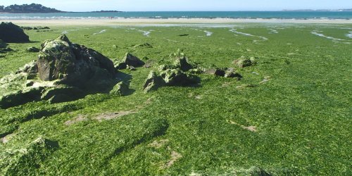 Alerte ! Des algues toxiques proliferent sur tout le littoral francais