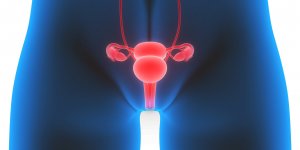 Anatomie de l’appareil genital feminin
