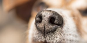 Des chiens capables de detecter un episode de stress post-traumatique dans l’haleine humaine