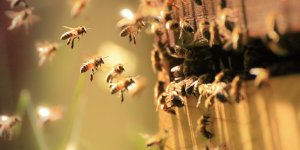Des chercheurs ont decouvert que les abeilles seraient capables de detecter le cancer du poumon