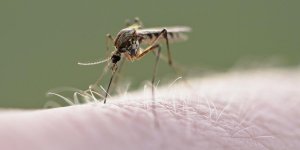 Les moustiques piquent encore plus quand ils ont soif