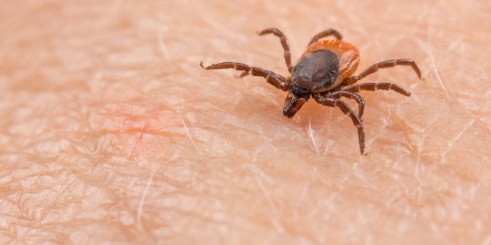 closeup of insect mite on pink epidermis danger of tick-borne diseases transmission by infected parasite