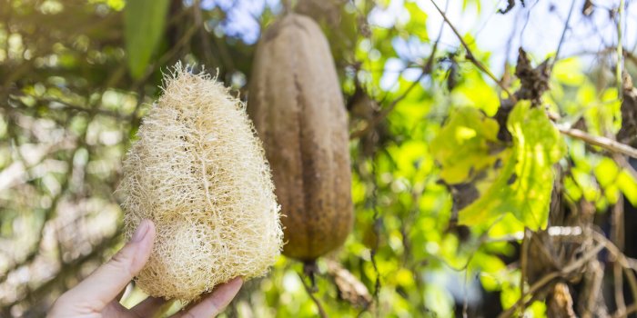 Loofah : éponge naturelle aux multiples vertus