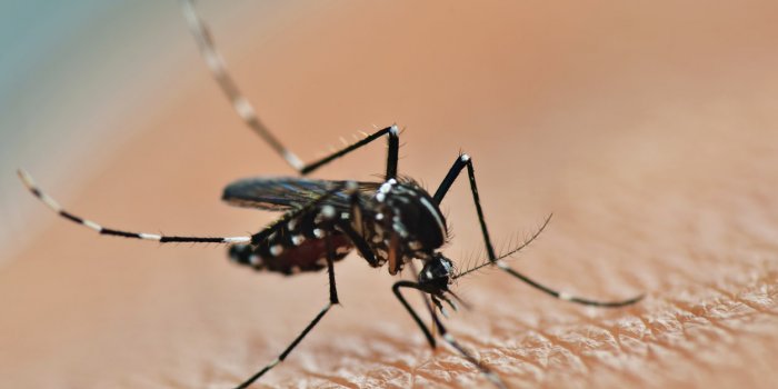 mosquito sucking human blood