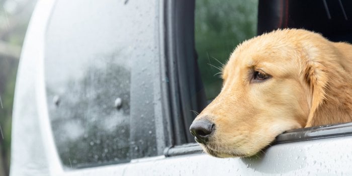 Mon chien est malade en voiture : que faire ? 