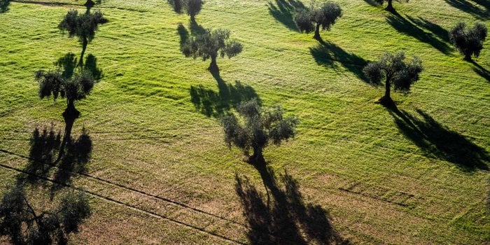 Olive : faut-il la préférer verte ou noire ? 