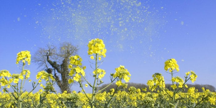 Rhume des foins : peut-on utiliser l'homéopathie contre le nez bouché ?