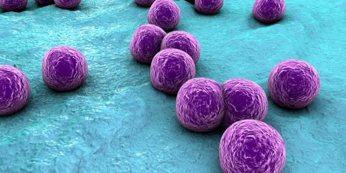 bacteria staphylococcus aureus on the surface of skin or mucous membrane, 3d illustration