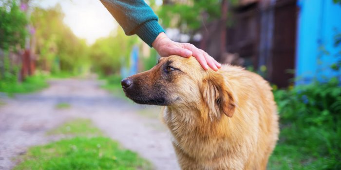 Parasite du chien : reconnaître la gale