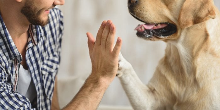 Étonnant ! Nous avons développé une troisième langue avec nos chiens pour communiquer