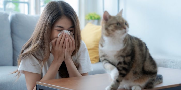 Allergie aux poils de chat : désensibilisation ou pas ? 