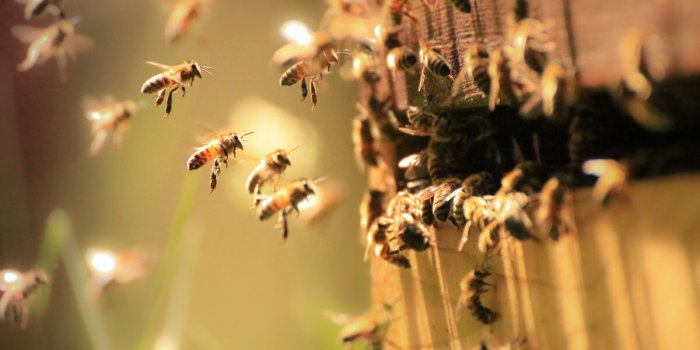 honey bees working hard in the spring sunlight