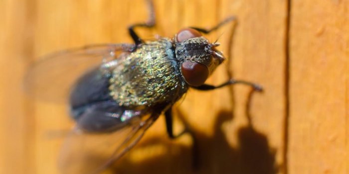 9 solutions anti-mouches à la maison