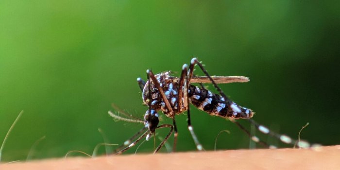 Wolbachia : une bactérie pour venir à bout de la Dengue
