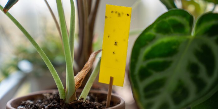 fungus gnats stuck on yellow sticky trap closeup non-toxic flypaper for sciaridae insect pests around alocasia houseplant...